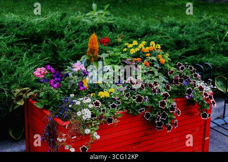aiuola rossa in legno con fiori multicolori petunias surfinia pelargonium nel parco Foto Stock