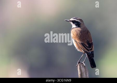 Wheatear rivestito (Oenanthe pileata) su palo recinzione agricola, Swellendam, Capo Occidentale, Sud Africa Foto Stock