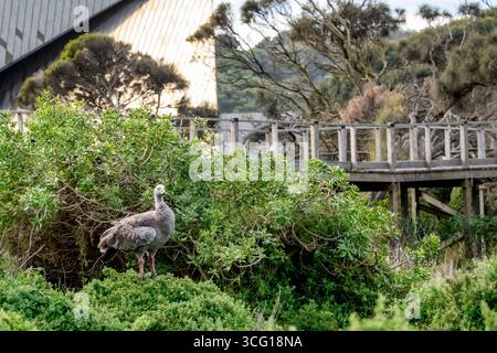 Un'oca di Cape Barren arroccata su una macchia lungo le passerelle di Nobbies al Phillip Island Nature Park in Australia. Foto Stock