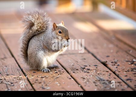 Uno scoiattolo grigio orientale (Sciurus carolinensis) seduto su un ponte di legno e mangiando semi di girasole Foto Stock