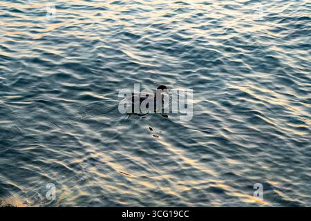Duck Swimming in Golden Reflections sul Lago di Garda Foto Stock