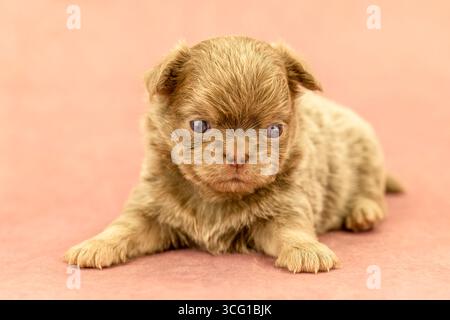 Adorabile cucciolo di Chihuahua in un ritratto in studio su sfondo rosa Foto Stock