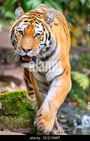 Tigre siberiana, tigre amuriana (Panthera tigris altaica), che cammina in una foresta Foto Stock