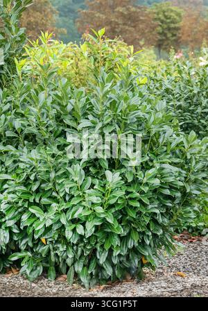 Cherry laurel (Prunus laurocerasus 'Caucasica', Prunus laurocerasus Caucasica), cultivar Caucasica Foto Stock