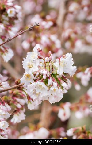 Ciliegio alpino giapponese (Prunus nipponica 'Brillant', Prunus nipponica Brillant), fiori, cultivar Brillant, Germania Foto Stock
