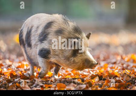 Suino vietnamita panciuto (Sus scrofa f. domestica), in autunno, Germania Foto Stock