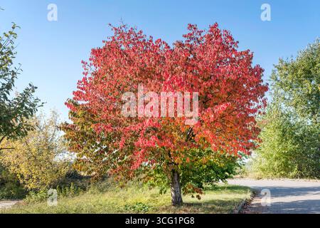 Sargent Cherry, Sargent's Cherry (Prunus sargentii), in un parco in autunno Foto Stock