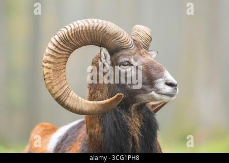 Muflone (Ovis musimon, Ovis gmelini musimon, Ovis orientalis musimon), maschio, ritratto, Germania Foto Stock
