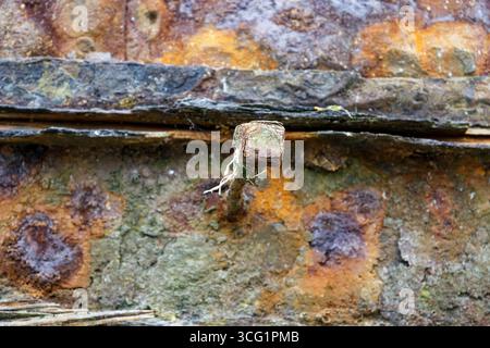 Chiodo della nave rusty, dettaglio di un naufragio arrugginito nel cimitero delle barche Quelmer, Francia, Bretagna, Saint-Malo Foto Stock