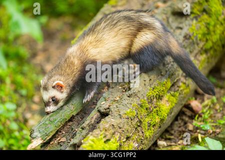 Puzzola domestica, furetto domestico (Mustela putorius F. furo, Mustela putorius furo), su un vecchio tronco di alberi, Germania Foto Stock