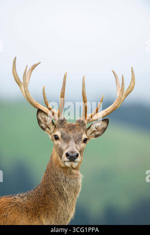 Cervo rosso (Cervus elaphus), ritratto di un cervo, Austria, Tirolo Foto Stock