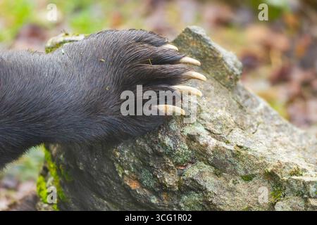 Orso bruno europeo (Ursus arctos arctos), zampa su una roccia, Germania, Baviera, Parco nazionale della foresta bavarese Foto Stock