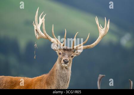 Cervo rosso (Cervus elaphus), ritratto di un cervo, Austria, Tirolo Foto Stock