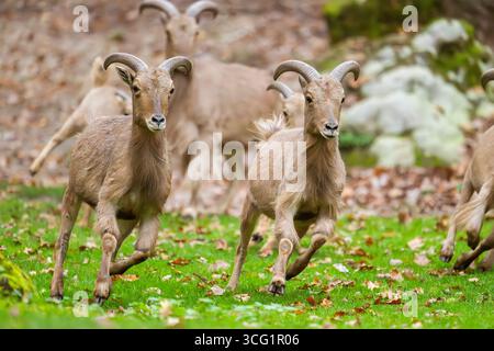 Pecora barbaresca, aoudad (Ammotragus lervia), arieti che corrono su un prato Foto Stock