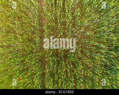 Vista aerea di un campo di grano con fiori di papavero, Francia, Bretagna Foto Stock