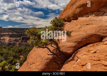 Colorado National Monument, Colorado, STATI UNITI D'AMERICA Foto Stock