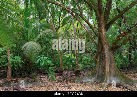 Foresta pluviale tropicale. Alberi tropicali della giungla, montagne della colombia Foto Stock