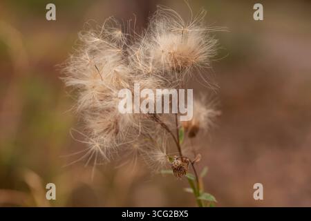 Primo piano della testa del cardo (Cirsium arvense) con pappus setoso, bokeh marrone tenero, profondità di campo bassa, prato all'aperto Foto Stock