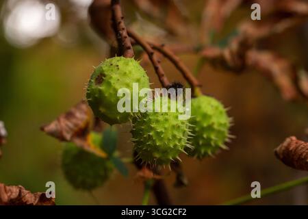 Macro primo piano di ippocastano (Aesculus hippocastanum) in bucce spinose verdi, ammasso appeso su ramo, bassa profondità di campo Foto Stock