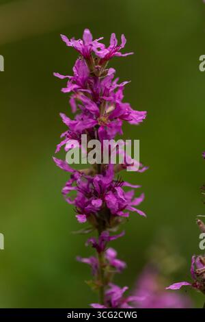 Primo piano di una spargiada viola (Lythrum salicaria) con fiori magenta, profondità di campo bassa, bokeh verde tenue, primo piano estivo all'aperto Foto Stock