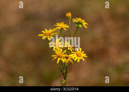 Fiori di ragwort gialli (Jacobaea vulgaris) ravvicinato che mostra fiori e gemme simili a margherite in prato erboso, bassa profondità di campo estiva Foto Stock