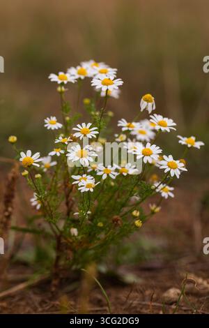 Macro primo piano di camomilla in fiore (Matricaria chamomilla) con centri gialli e petali bianchi in prato naturale con profondità di campo bassa Foto Stock