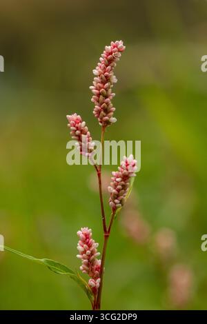 Il pollice della signora smartweed (Persicaria maculosa) macro primo piano con punte e boccioli di fiori rosa, habitat dei prati estivi, bassa profondità di campo Foto Stock