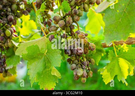 Uva viziata da malattie fungine, primo piano. Vendemmia persa. Foto Stock