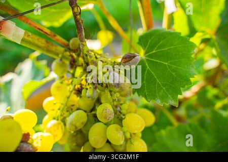 Uva viziata da malattie fungine, primo piano. Vendemmia persa. Foto Stock
