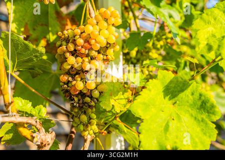 Uva viziata da malattie fungine, primo piano. Vendemmia persa. Foto Stock
