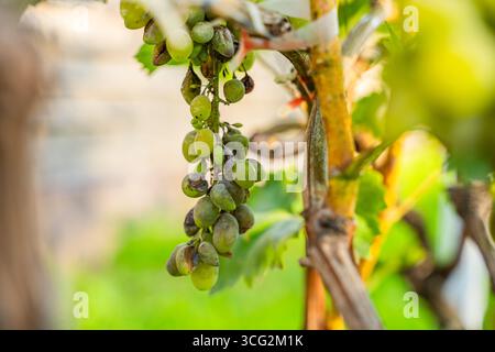 Uva viziata da malattie fungine, primo piano. Vendemmia persa. Foto Stock