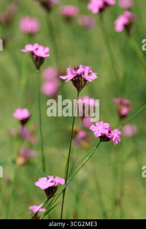 Dianthus carthusianorum, rosa tedesco, Dianthus clavatus, fiori singoli rosa intenso/magenta in estate Foto Stock