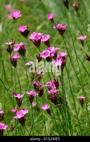 Dianthus carthusianorum, rosa tedesco, Dianthus clavatus, fiori singoli rosa intenso/magenta in estate Foto Stock