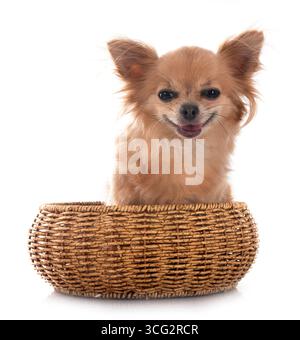 Poco chihuahua davanti a uno sfondo bianco Foto Stock