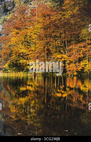 Die herbstlichen Ufer des Hinteren Langbathsee, einem Naturschutz- und Wandergebiet am Fuße des Höllengebirges in Oberösterreich am 22.10.2020. // le rive autunnali dell'Hinterer Langbathsee, riserva naturale e area escursionistica ai piedi del Höllengebirge, in alta Austria, il 22 ottobre 2020. - 20201022 PD16292 credito: APA-PictureDesk/Alamy Live News Foto Stock