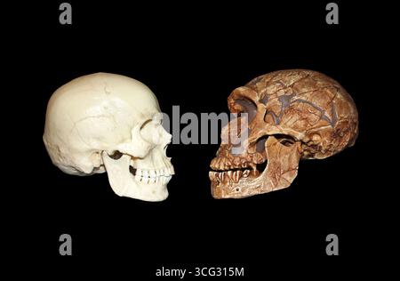 Vista laterale del Homo sapiens vs La Ferrassie1 Homo neanderthalensis cranio Foto Stock