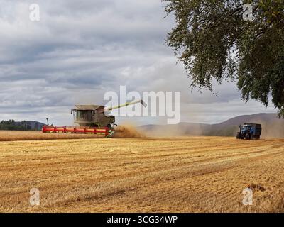 Un trattore New Holland blu e un rimorchio Gardiner che iniziano l'avvicinamento a una mietitrebbia in preparazione alla ricezione del grano. Foto Stock