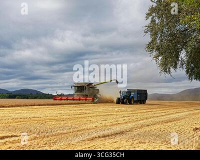 Un trattore New Holland blu e un rimorchio Gardiner in fase di manovra per ricevere la granella da una mietitrebbia di Edzell. Foto Stock