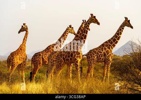Giraffe reticolate che camminano con grazia nella savana africana all'ora d'oro, con montagne sullo sfondo. Foto Stock
