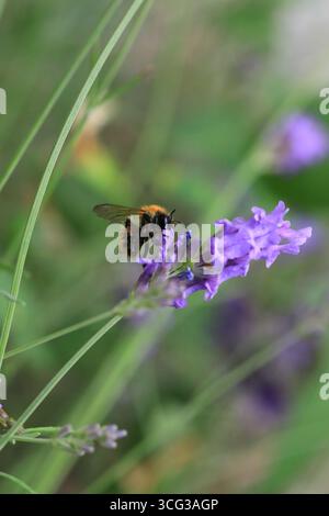 Foto macro di bumblebee che raccoglie nettare Foto Stock