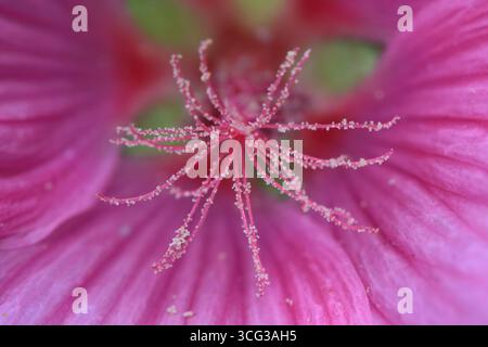 Macro fotografia di polline all'interno di fiori fioriti Foto Stock