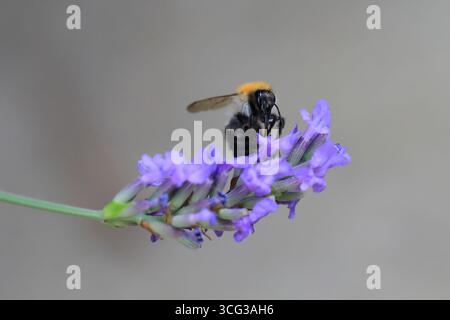 Foto macro di bumblebee che raccoglie nettare Foto Stock