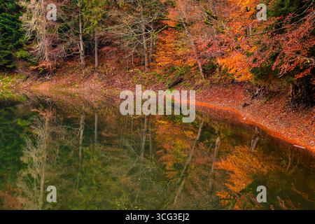 lago di montagna tra le foreste in autunno. paesaggio naturale al mattino. misterioso sfondo naturale con alberi in foglie di arancio tra boschi di conifere o Foto Stock