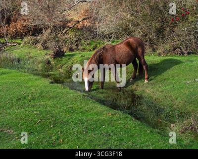 New Forest pony Equus caballus pascolando in praterie allagate accanto al Latchmore Brook, con Hawthorn Crataegus monogyna Beyond, Latchmore Bottom, New for Foto Stock