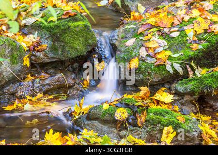 Piccola cascata in un ruscello con foglie d'autunno Foto Stock