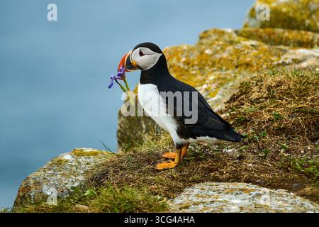 Puffin con Iris selvaggio a Elliston, penisola di Bonavista, Terranova, Canada Foto Stock