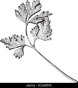 Immagine vettoriale in bianco e nero del prezzemolo isolato su bianco. Prezzemolo, coriandolo, coriandolo. Disegno monocromatico delle erbe da cucina. Schizzo di contorno per f Illustrazione Vettoriale