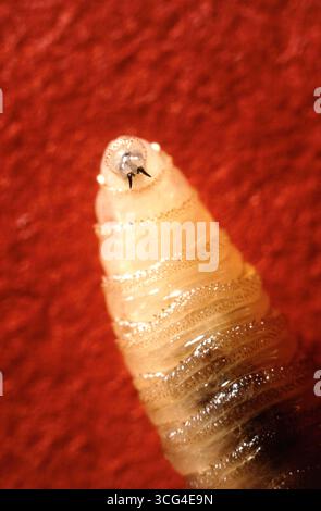 Washington, Stati Uniti d'America. 26 febbraio 2007. Un primo piano che mostra le mandibole simili a quelle che sporgono dalla bocca di una larva da vite, usata per seppellire attraverso la carne di animali vivi a sangue caldo, il 26 febbraio 2007. Il parassita mangiatore di carne, che si pensa sia stato eliminato dal Nord America, è riemerso credito: John Kucharski/USDA Photo/Alamy Live News Foto Stock