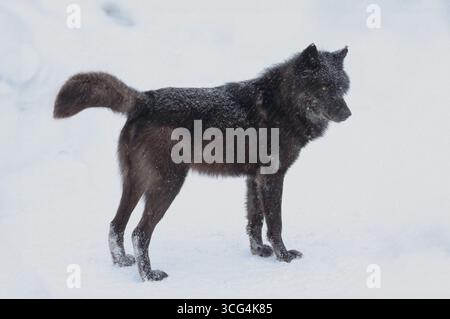 Lupo nero canadese in piedi nella neve Foto Stock