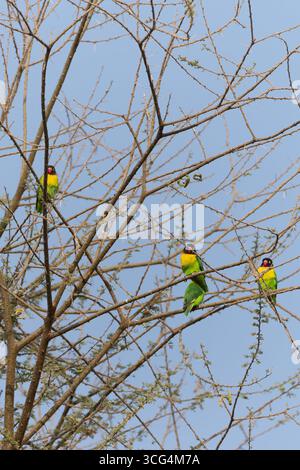 L'uccello d'amore con colletto giallo (Agapornis personatus), chiamato anche uccello d'amore mascherato, uccello d'amore mascherato nero o anello d'occhio, è una specie monotipica di bi Foto Stock